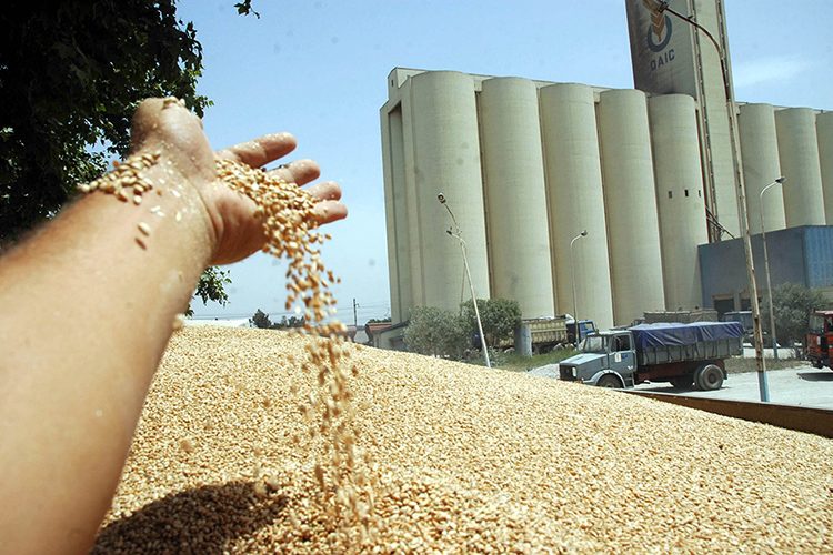 "Speculation" penalties for grain users in animal feed - Algerian dialogue