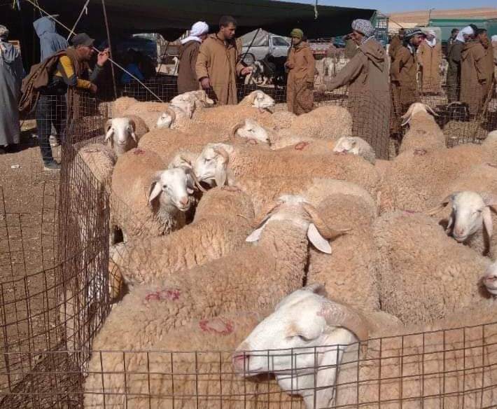 Allocating 1,225 points for the sale of sacrificial animals across the entire national territory - Al-Hiwar, Algeria