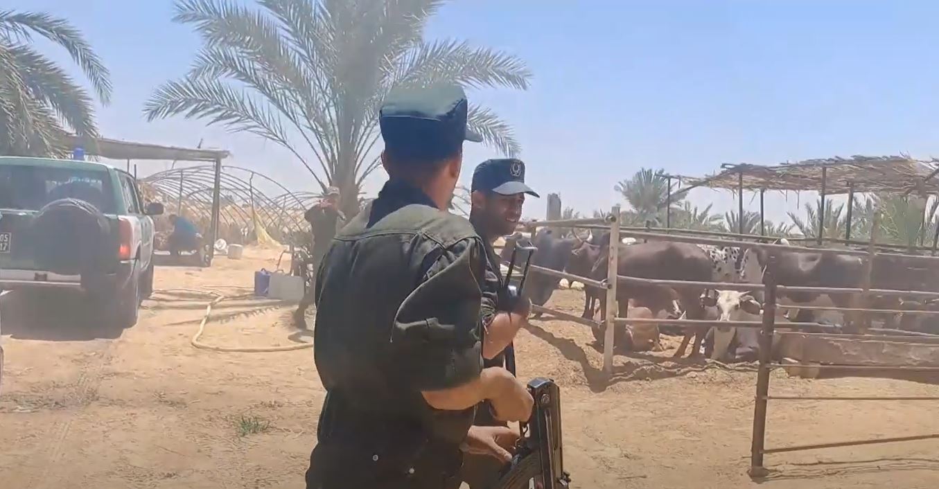 El-Wadi.. The regional group of the National Gendarmerie deals with 5 cases of smuggling of cattle and calves, which are forbidden to be traded - Al-Hiwar Al-Jazaeryia