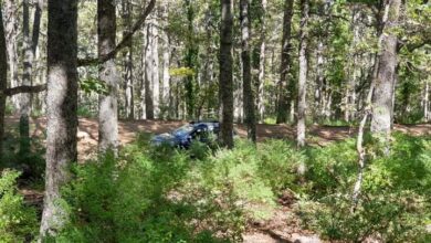 Planting 40,000 hectares annually to compensate for the remnants of forest fires