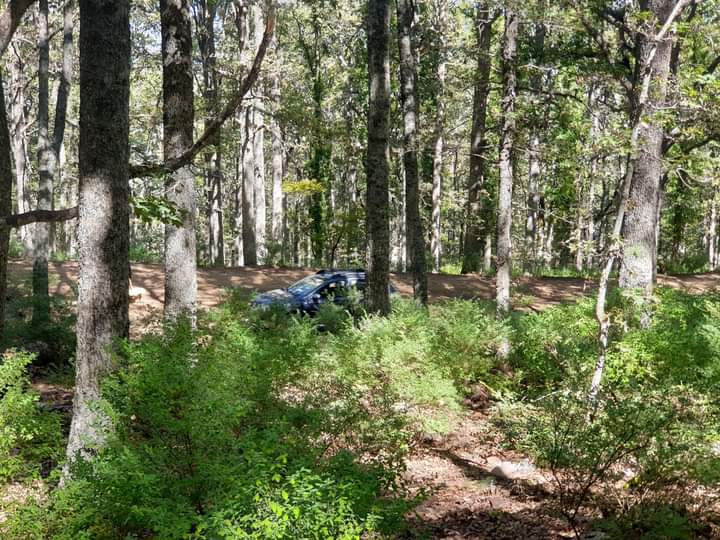 Planting 40,000 hectares annually to compensate for the remnants of forest fires