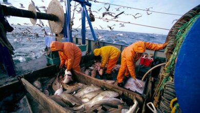 Algeria catches its full annual quota of live red tuna, estimated at 2023 tons - Al-Hiwar Al-Jazaeryia