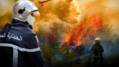 Civil Protection extinguished nearly 50 fires during the past hours - Algerian Dialogue