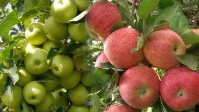 Khenchela.. Production of 1 million and 800 thousand quintals of apples - Algerian Dialogue