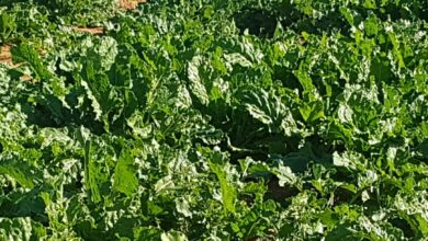 Implementation of an agricultural pole project specializing in sugar beet cultivation in Mania - Al-Hawar Algeria