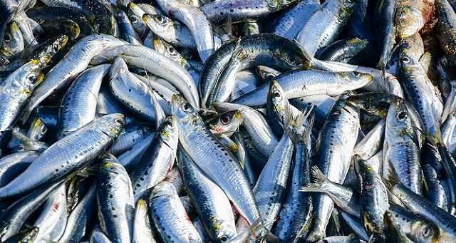 Algeria imports 200 tons of Tunisian sardines! - New Algeria