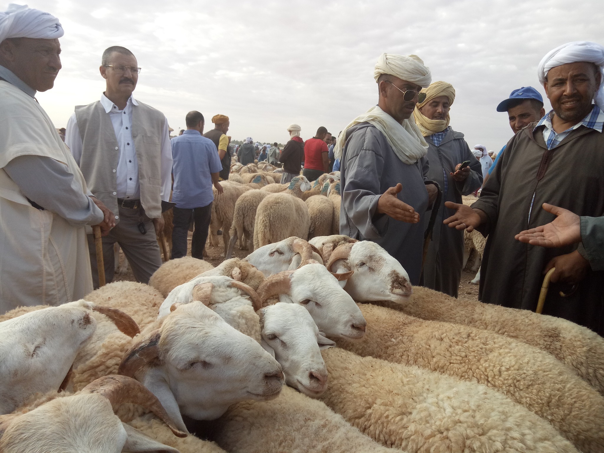 Demands for the import of Eid sacrifices - New Algeria