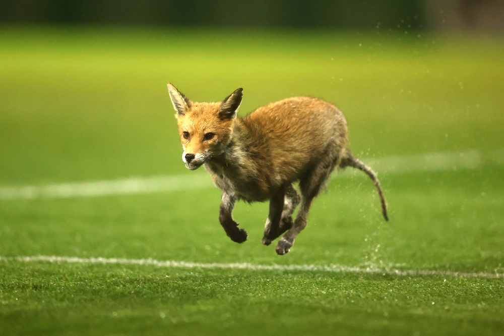 Video: A fox causes a match to be stopped in the English Premier League - New Algeria