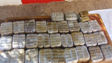 Thwarting the entry of 182 kilograms of processed kif through Morocco - New Algeria