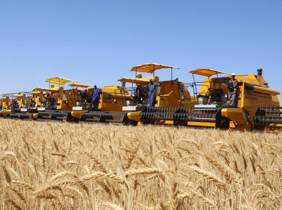 Touqurt... expected to produce more than 17,000 quintals of grain during the harvesting and threshing campaign - Algerian Dialogue