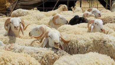 List of places licensed to sell livestock in anticipation of Eid al-Adha - New Algeria
