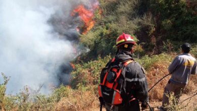 Most of the firefights of the forests in these states - New Algeria