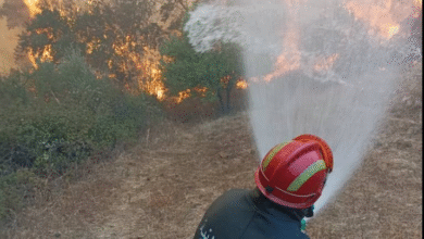 Vegetable cover fires in several states and efforts are continuing to extinguish them - New Algeria