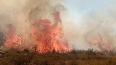 Forest fires .. Record 28 fires across 8 states - New Algeria