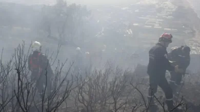 Forest fires in Tipaza: Formation of a state committee to assess the extent of the damage - New Algeria