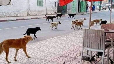 "Qaloufa"... an immediate and final cessation of campaigns to kill stray animals - New Algeria