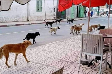 "Qaloufa"... an immediate and final cessation of campaigns to kill stray animals - New Algeria