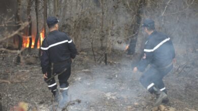 Tipaza fires: destroying 191 hectares of forest areas