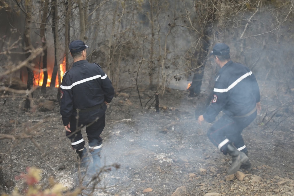 Tipaza fires: destroying 191 hectares of forest areas