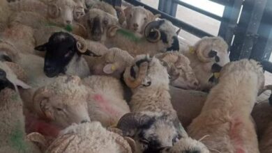 Important statement about importing sacrificial animals! - New Algeria