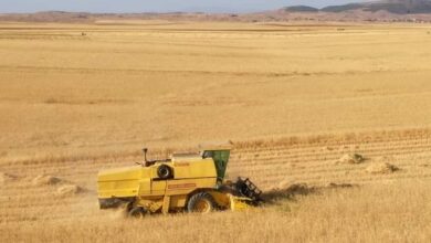 Loss of about 20 percent of grain production each harvest season - New Algeria