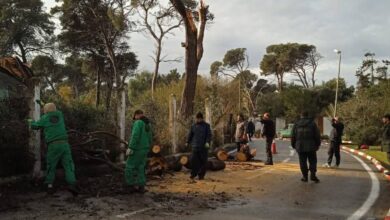 The Forestry Directorate sends an appeal to citizens... Details!! - New Algeria