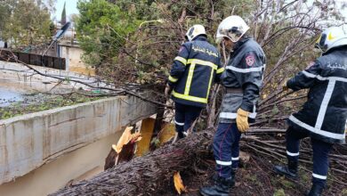 The force of the wind uproots dozens of trees across the country - New Algeria