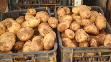 Towards the issuance of a new decree prohibiting the calculation of soil and roots in the balance of sale - New Algeria