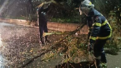 Weather fluctuations...falling trees, electrical poles, and collapses in several states - New Algeria