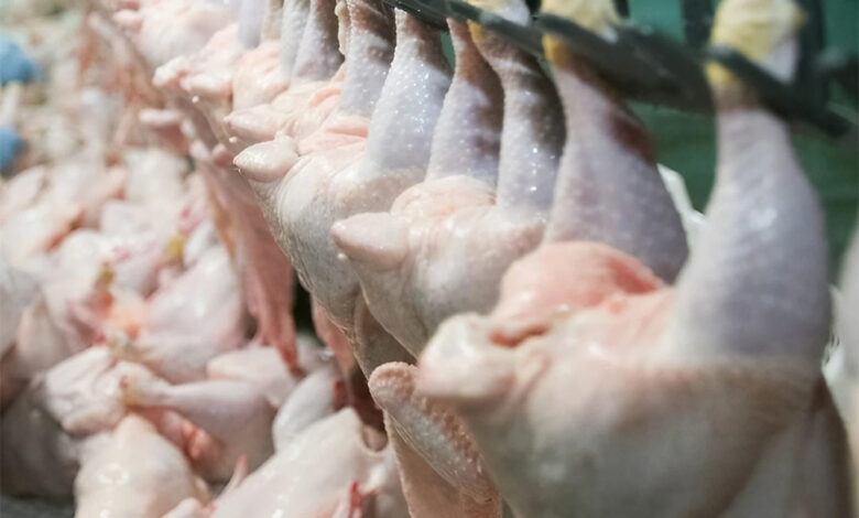 A new measure to ensure the abundance of white meat in Algerian markets