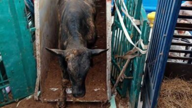 In pictures: A ship loaded with 2,024 Brazilian steers docks in the port of Bejaia - New Algeria