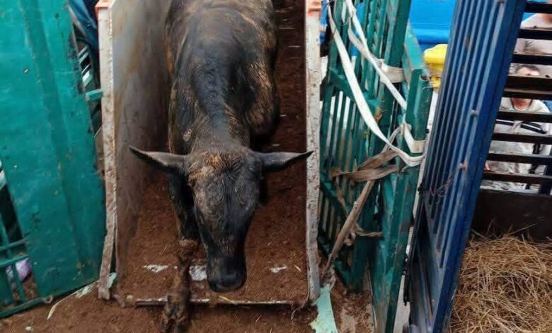 In pictures: A ship loaded with 2,024 Brazilian steers docks in the port of Bejaia - New Algeria