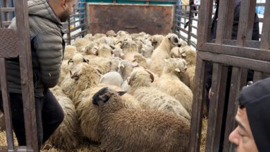 In pictures: Bejaia Port receives 11,700 sheep from Romania - New Algeria