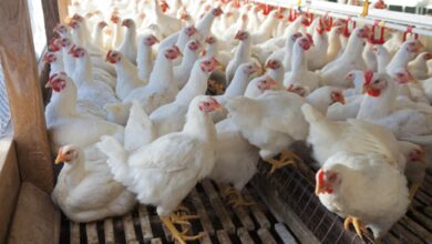 "ONAP"... Updating feed formulations to enhance production performance - New Algeria