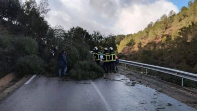 Weather fluctuations lead to the fall of trees and poles in 10 states - Algerian Al-Hiwar newspaper