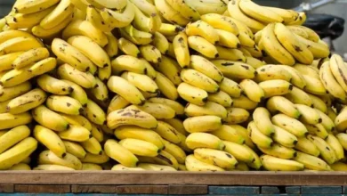 535 cartons of bananas seized due to speculation - New Algeria