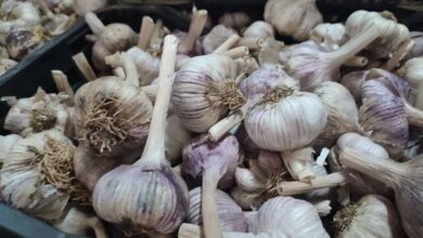 After its price exceeded 1,200 DZD.. Unloading significant quantities of dried garlic - New Algeria