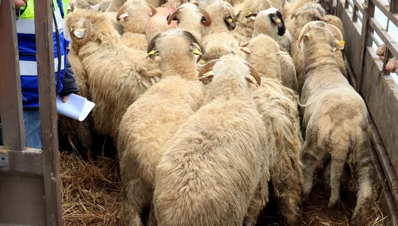 Bejaia Port receives 6,397 heads of Spanish sheep - New Algeria