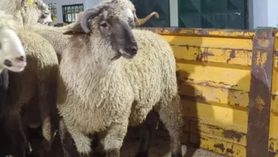 Everything related to the prices of sacrifices - New Algeria