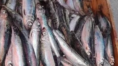 Fish resembling sardines were spotted off the coast of Algeria.. Will this be the alternative? - New Algeria