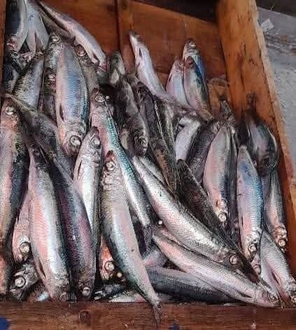 Fish resembling sardines were spotted off the coast of Algeria.. Will this be the alternative? - New Algeria